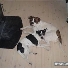 Dansk svensk gaardhund zjang tak for alt <3;(