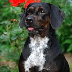 Blanding af racer Bella