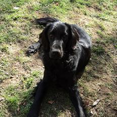 Flat coated retriever Aston