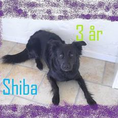 Blanding af racer Shiba