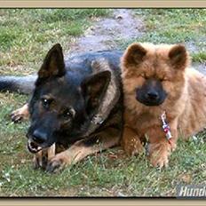 Schæferhund Vito R.I.P vild i fred.