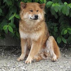 Eurasier alhpa<3