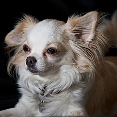 Chihuahua Diva Aka Pølsen