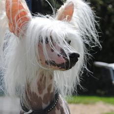 Chinese crested hårløs Vincent 