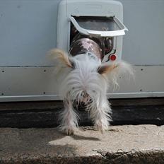 Chinese crested hårløs Vincent 