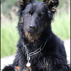 Chodsky Pes Gabbi (Himmel Hund)