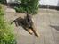 Schæferhund Scharif's B.Amy SOLGT