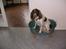 Engelsk springer spaniel Bella Mandø - Hvem er du??