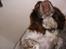 Engelsk springer spaniel Bella Mandø - Nus mig:D