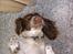 Engelsk springer spaniel Bella Mandø