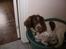 Engelsk springer spaniel Bella Mandø