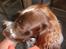 Engelsk springer spaniel Bella Mandø - skal vi danse?...