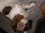 Engelsk springer spaniel Bella Mandø - Nuss mig