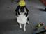 Blanding af racer Milo (Border Collie/Lab.) - Bold fanatikeren kan sine tricks. :-)