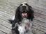 Engelsk springer spaniel Rollo 