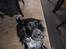 Engelsk springer spaniel Rollo 
