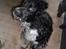 Engelsk springer spaniel Rollo 