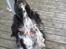 Engelsk springer spaniel Rollo 