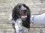 Engelsk springer spaniel Rollo 