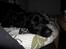 Engelsk springer spaniel Rollo 