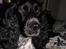 Engelsk springer spaniel Rollo 