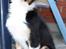 Border collie Jett R.I.P - jeg er lige blev vasket, øv øv