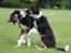 Border collie Jett R.I.P - min bror Zweep og jeg, 