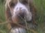 Cocker spaniel Bacio - Velkommen til min profil - er jeg ikke dejlig? :D