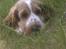 Cocker spaniel Bacio