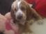 Cocker spaniel Bacio