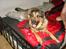 Blanding af racer Loke Rott/schæfer/norsk elg hund