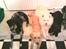 Japansk spids Bella - Berta, Elvis, Bella og Tyson. Så er "familie" hundene samlet :)