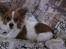 Papillon simba - hmm et billede igen :-)