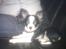 Chihuahua Piro
