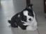 Chihuahua Piro