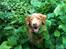 Nova scotia duck tolling retriever Simba - Hehe, en sød våd vovse!<3;D