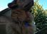 Nova scotia duck tolling retriever Simba - Smuk vovse!<3