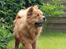 Chow chow Revel's Don Juan - Hjemme i haven :-) Fotograf: Amalie Reffelt/mig.