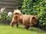 Chow chow Revel's Don Juan - Går rundt og snuser i haven :) Fotograf: Amalie Reffelt/mig.