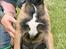 Malinois Daffy