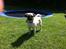 Mops Bailey
