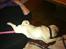 Mops Bailey - Putter lidt sjovt sammen med Mor:)