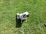 Mops Bailey