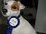 Jack russell terrier Hoba's Zandy af Lurifox