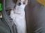 Jack russell terrier Hoba's Zandy af Lurifox