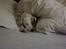 Jack russell terrier Hoba's Zandy af Lurifox