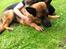 Schæferhund Simfan`s Anton