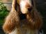 Cocker spaniel Magic Mace Hot Fudge