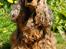 Cocker spaniel Carla