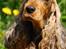 Cocker spaniel Carla